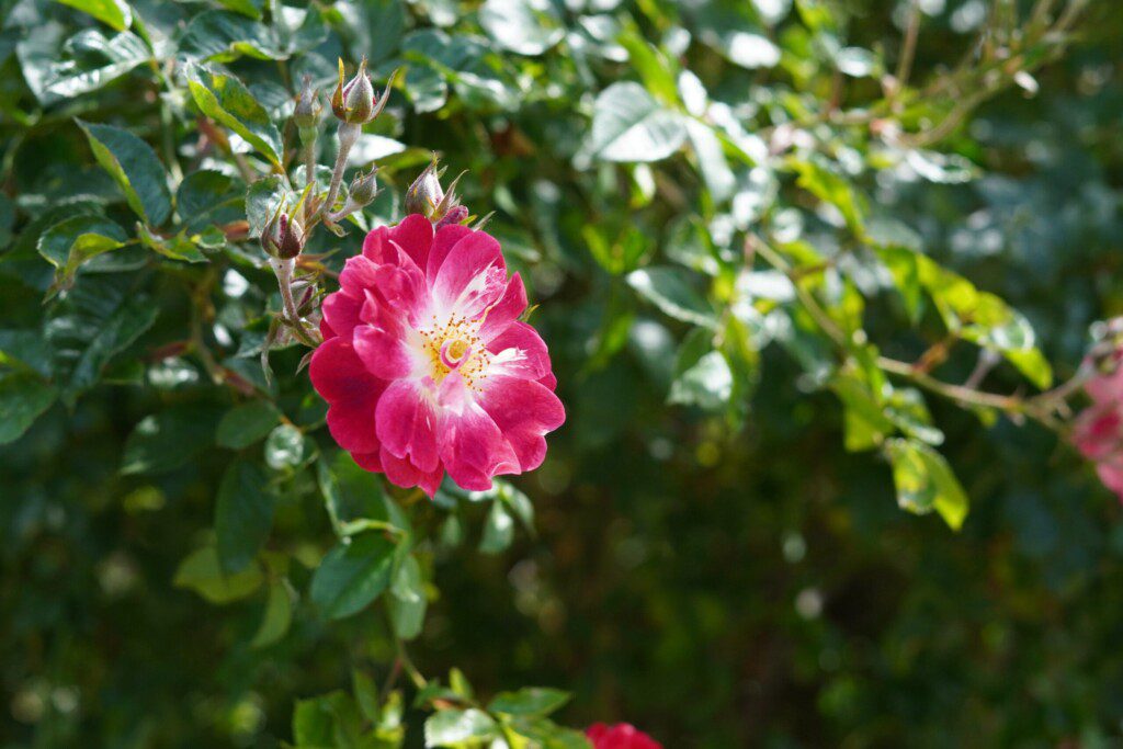 Rose Garden Map | Forever Balboa Park
