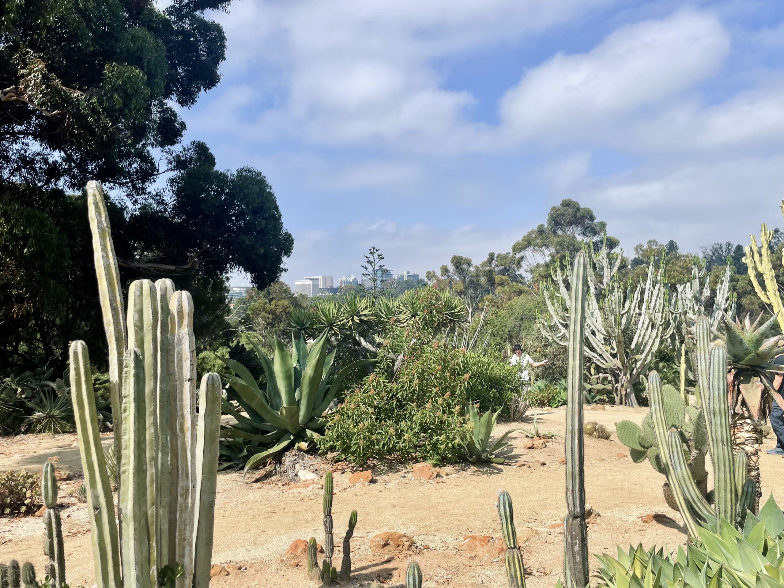 Cactus Garden