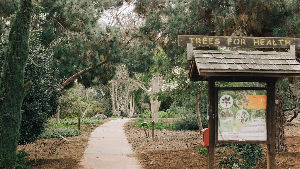 tree for health – event