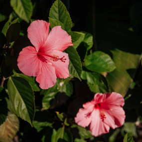 fbp-evergreen-spanishvillage-4